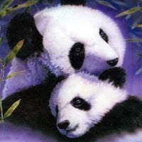 Sweet panda bears