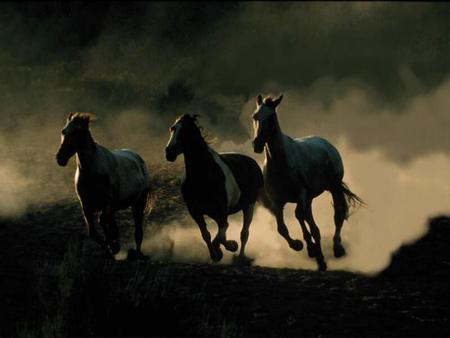 Horses - animal, nature, horse, run