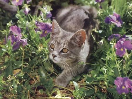 Sweet grey kitten - kitten, garden, flower, sweet, cat