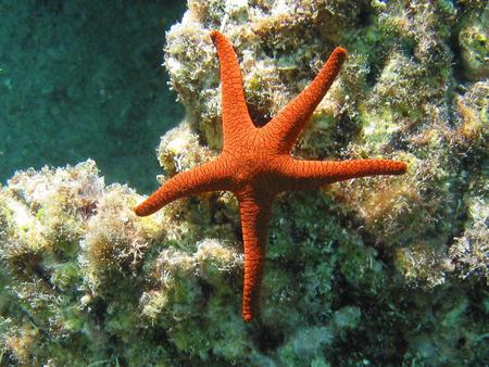 Starfish - starfish, ocean, animal, fish, sea