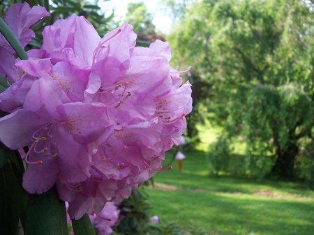 Purple flower - garden, flower, purple, tree, grass