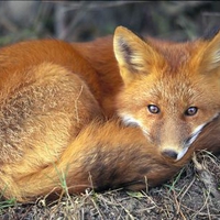 Red Fox