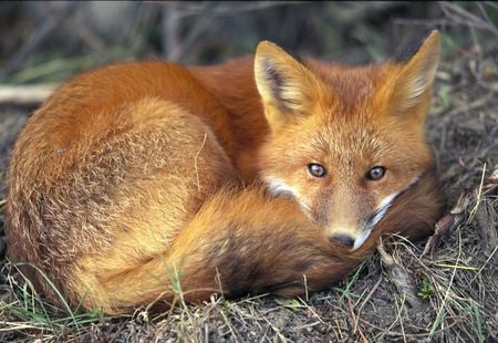 Red Fox - animal, animals, red fox, fox