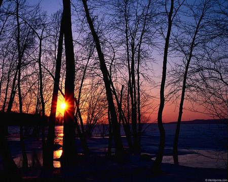 Sunset in the forest - nice, nature, amazing, landscape, cool, forest, beautiful, sunset