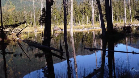 Beaver Pond - forest, pond, mountains, water, washington, trees