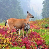 Deer in Wild