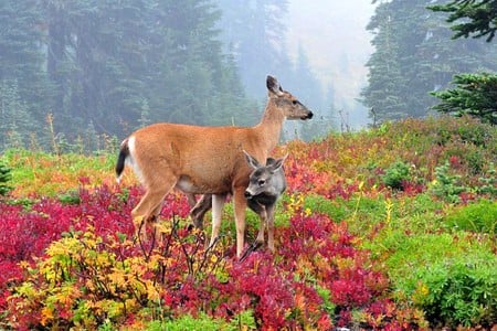 Deer in Wild - picture, beautiful, deer, in wild, colors