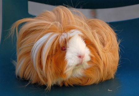 Hairy Guinea Pig - cute, guinea pig, hairy, picture