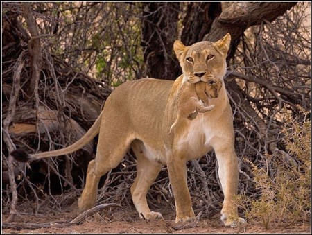 Lioness w Cub - picture, cub, cool, lioness