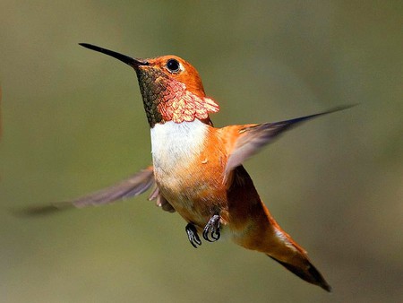 Humming Bird - bird, picture, beautiful, humming