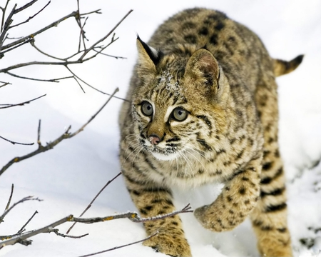 Iberian Lynx - felines, spotted, cats, iberian, lynx