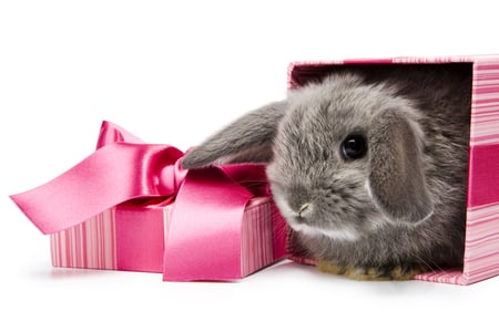 bunny - rabbit, beautiful, photography, small, cool, pink, bunny, surprise, grey, animal, soft, cute, ribbon, box, nice, gift