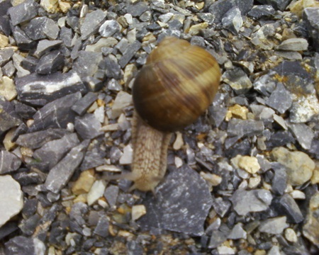 Snail - animal, snails, melc, snail, animals