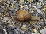 Snail reloaded=))