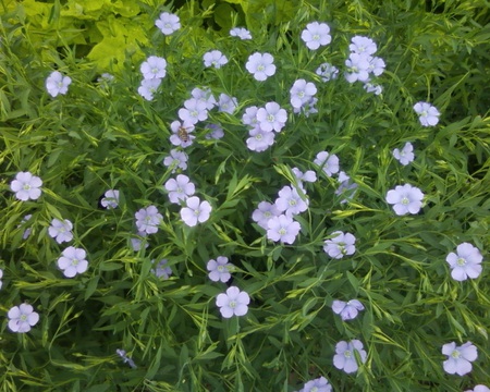 Blue flowers - nature, blue flowers, in, flower