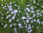 Blue tiny flowers