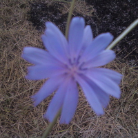 Blue flower