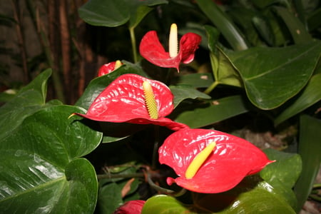 Tropic Treasures - jungle, flowers, foliage, ginger