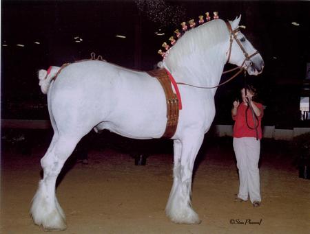 Huge White Shire - shire, white, horses, huge, draft horse