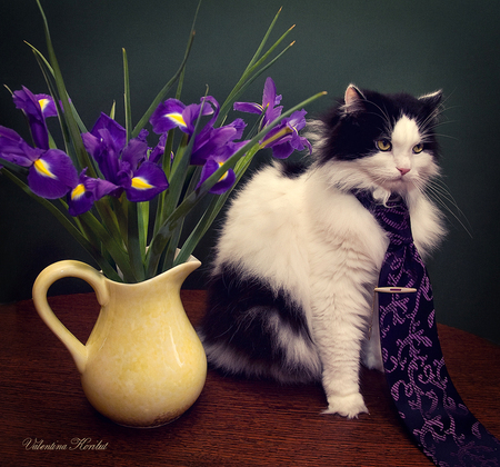 still life - nice, photography, bouquet, elegant, iris, still life, purple, cool, harmony, style, cat, chic, beautiful, jug, flowers, photo, flower