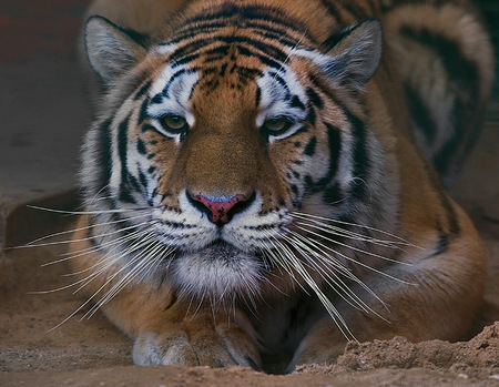 The Tiger - nice, alone, art photo, tiger