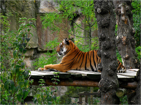 Tiger in ZOO - alone, art photo, nice, zoo, tiger