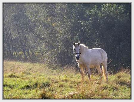 White Horse - alone, art photo, nice, field, white horse