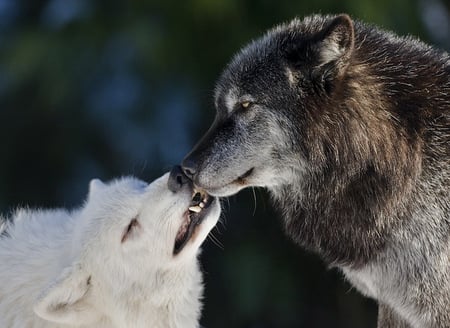 Alphas of the north - male, grey, white, female, alphas, wolves