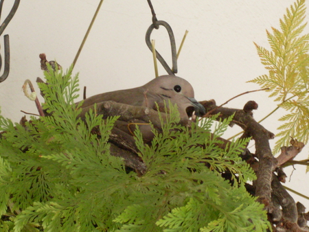 Pomba do Ar - fly, nature, birds, mother