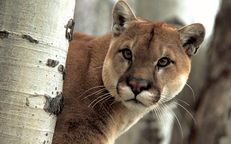 Hello There - beauti, animal, face, cougar, cat