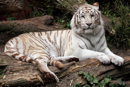 Nice Place - big, white, animal, cats, tiger, cat