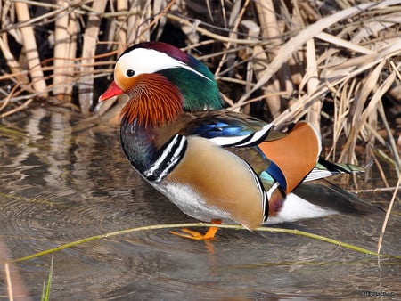 Mandarin Duck - bird, water, reeds, blue, brown, marsh, colours, black, white, green, stripe, red beak