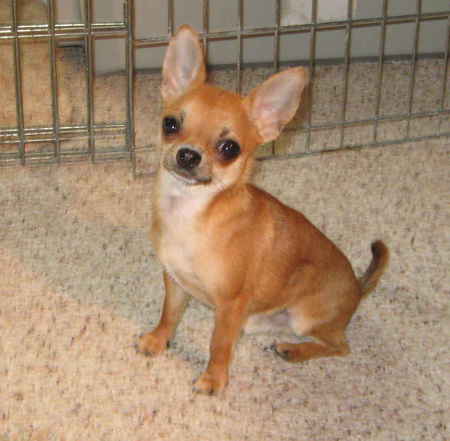 Tripp - pup, dogs, animals, chihuahua