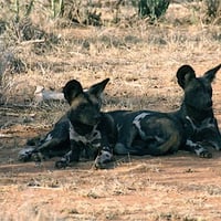 African Hunting Dogs