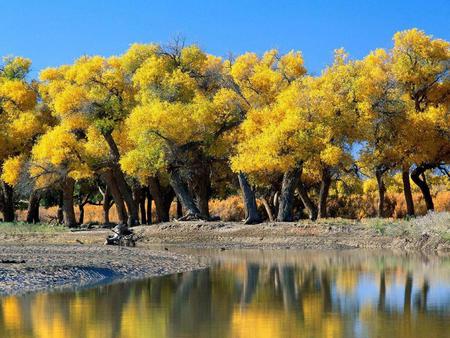 Yellow Autum - lake, trees, water, autum, tree