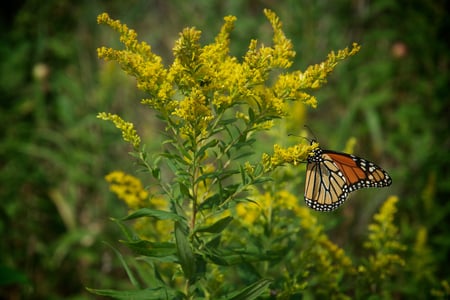 Party of One - yellow, green, butterfly, beauty, county, animals