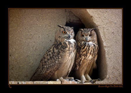 Two Owls - nice, art photo, sitting on stone, two owls, zoo