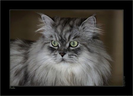 Pasha - grey, name pasha, cat closeup, art photo, nice