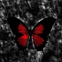 CRIMSON BUTTERFLY