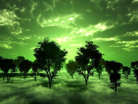 MISTY MORNING - misty, clouds, green, morning, forest, sky