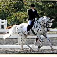 His Mir Image Dressage