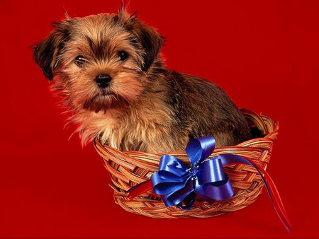 Dog in Christmas basket - basket, puppy, christmas, dog