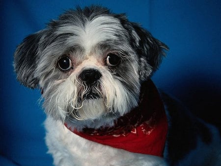 Valentin - shih tzu, dog, puppy, sweet