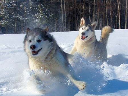 Wolfes in Snow - beautiful, in snow, wolfes, picture