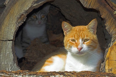 Cats in Hole - picture, cats, hole, cool, tree