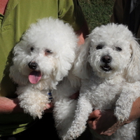 Bishon Frise Mother & Son