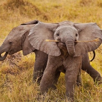 Baby Elephants