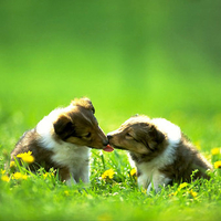 Sweet kiss