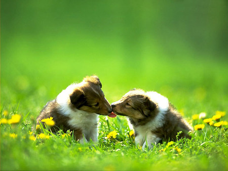 Sweet kiss - kiss, puppy, couple, dog, fores, grass