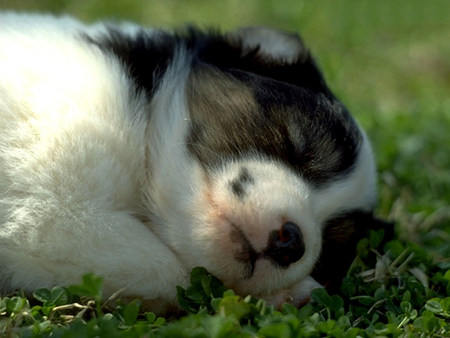 Sweet dreams - sleep, puppy, dog, dream, grass